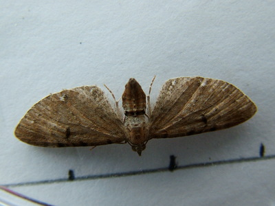 Wormwood Pug